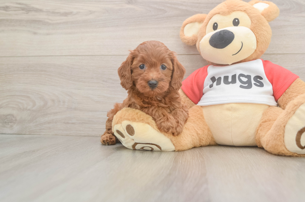 5 week old Cavapoo Puppy For Sale - Premier Pups