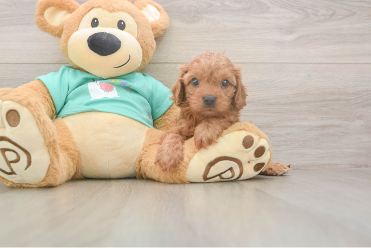 Hypoallergenic Cavadoodle Poodle Mix Puppy