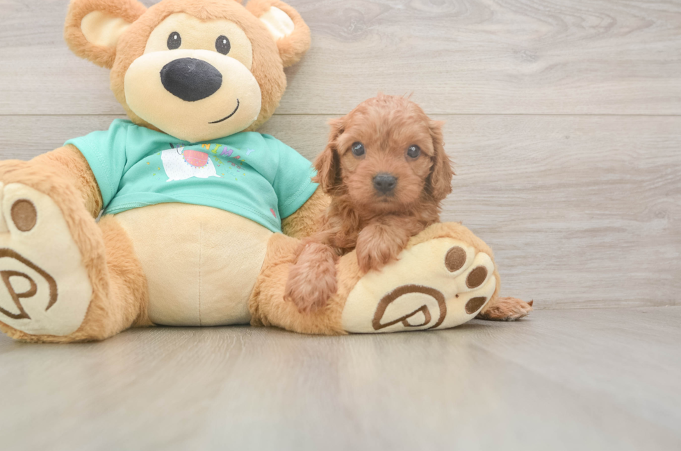 5 week old Cavapoo Puppy For Sale - Premier Pups