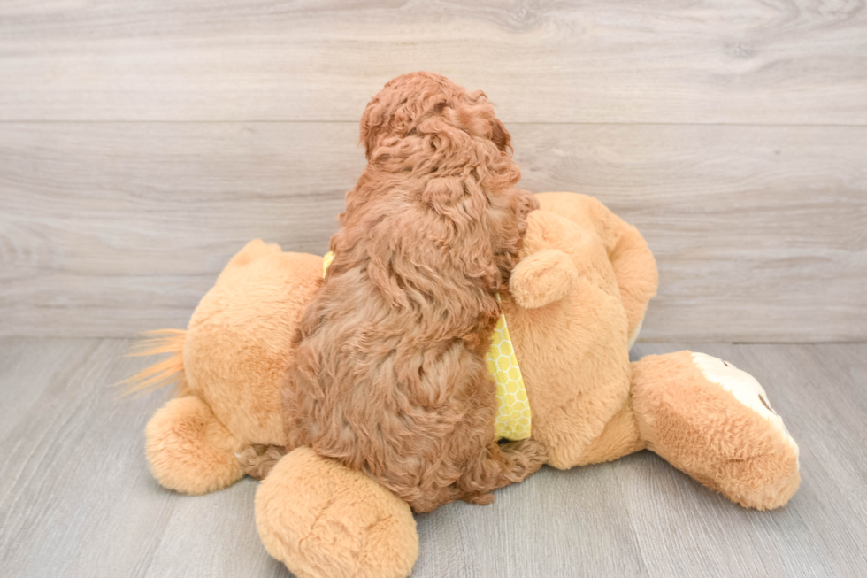 Hypoallergenic Cavadoodle Poodle Mix Puppy