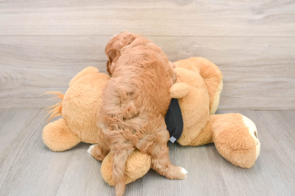 Cavapoo Puppy for Adoption