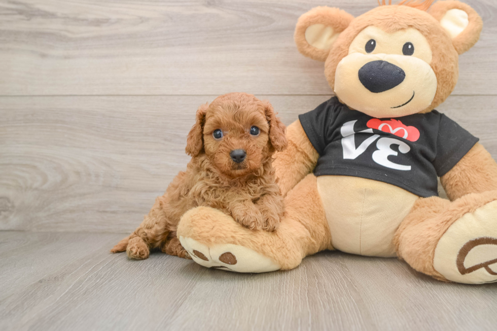Cavapoo Pup Being Cute