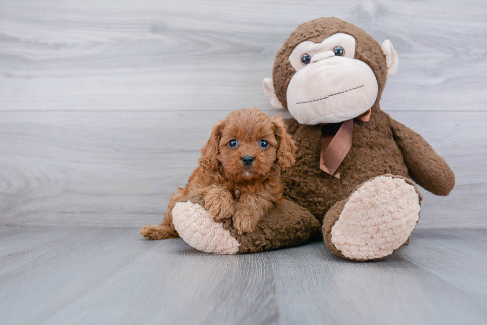 Popular Cavapoo Poodle Mix Pup