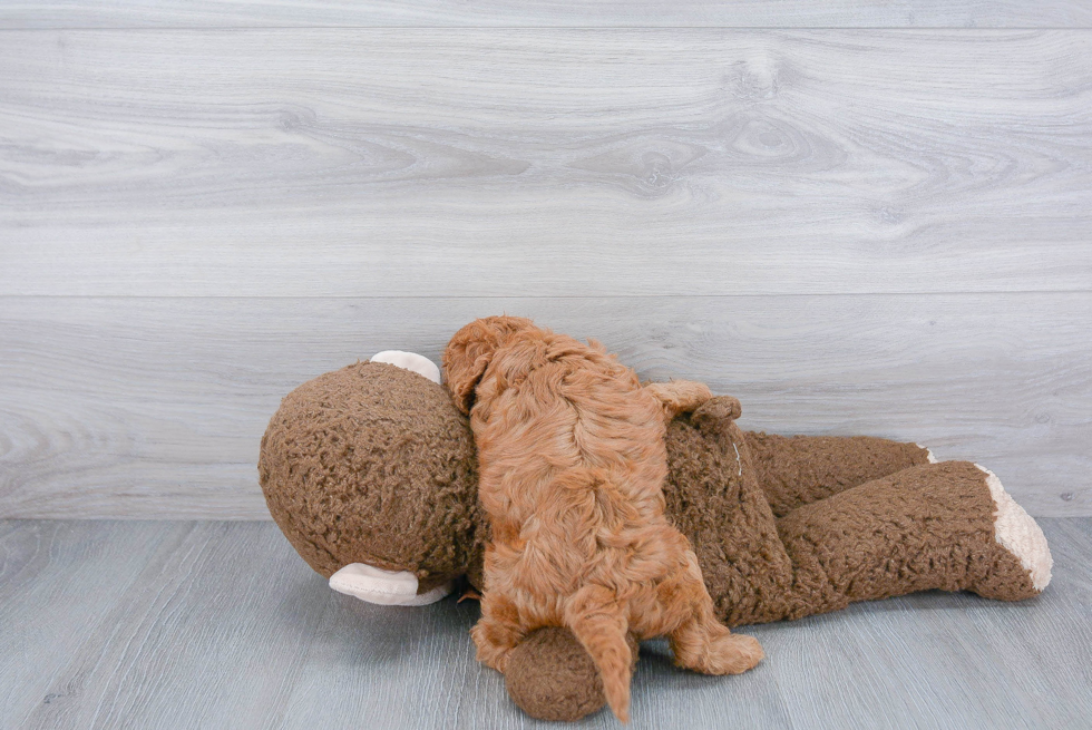 Smart Cavapoo Poodle Mix Pup