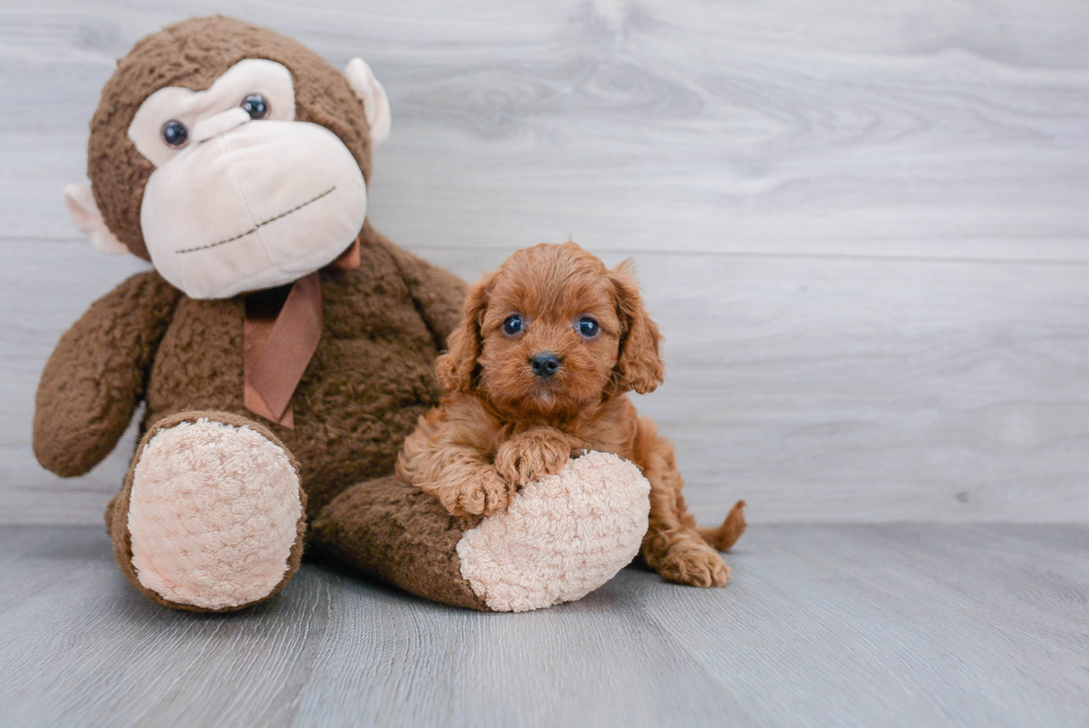 Sweet Cavapoo Baby