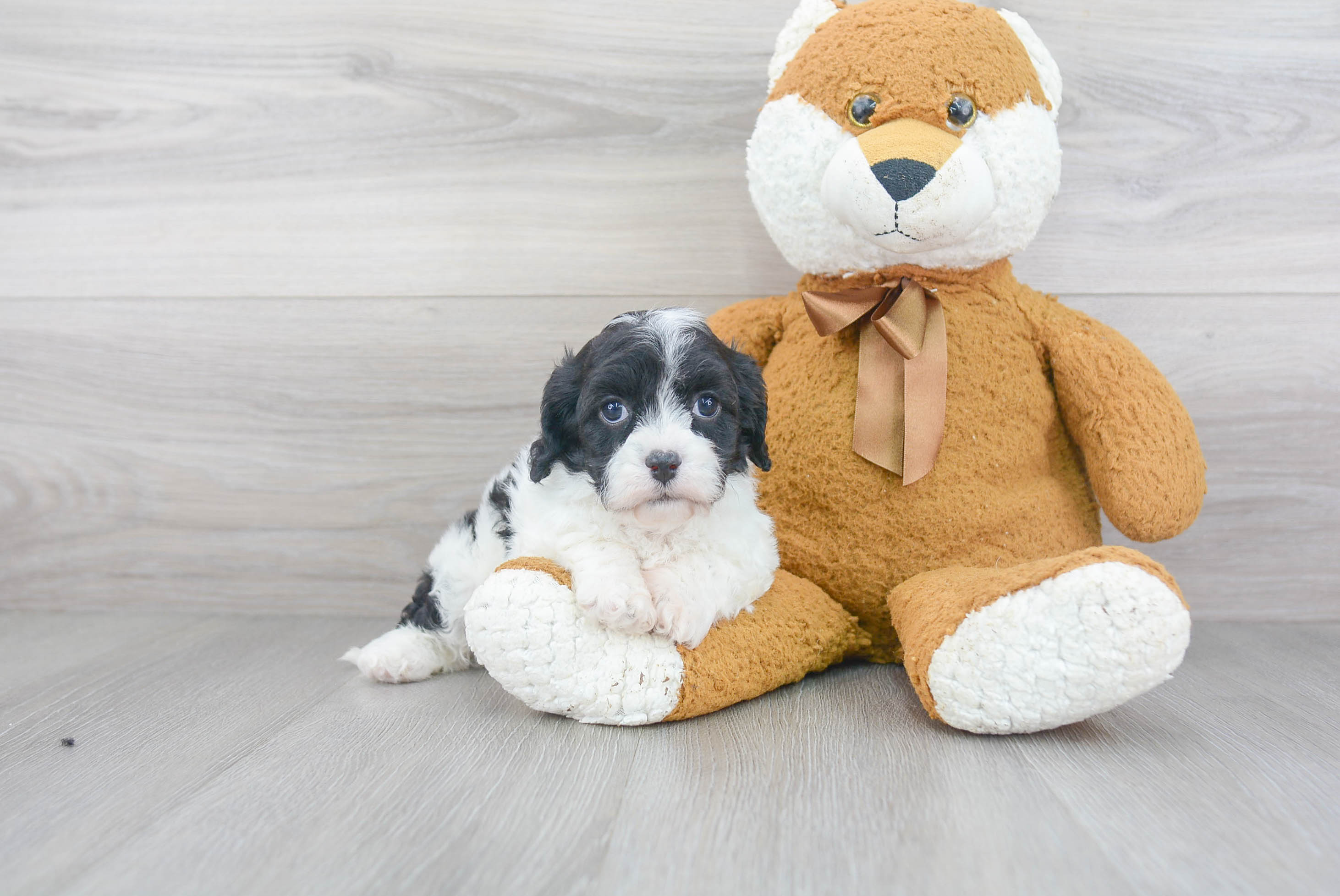 Sweet Cavapoo Baby