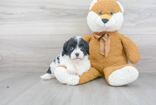 Sweet Cavapoo Baby