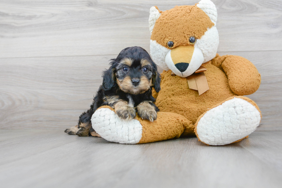 Cavapoo Puppy for Adoption