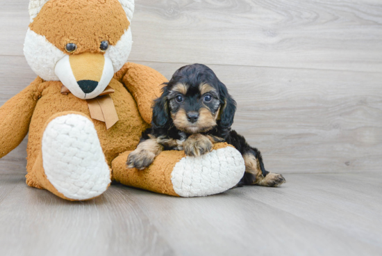 Sweet Cavapoo Baby