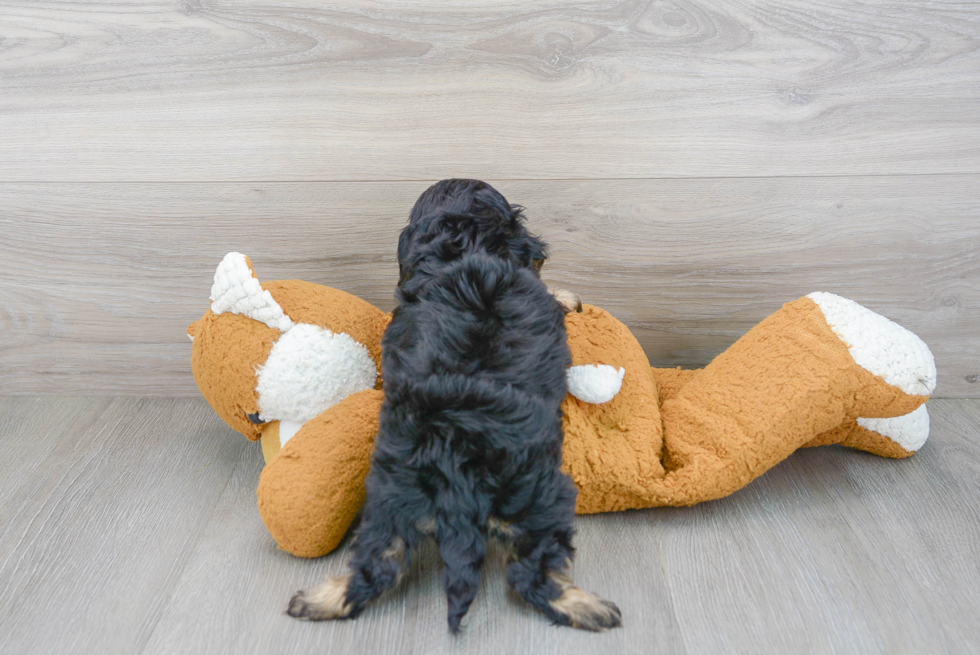 Adorable Cavoodle Poodle Mix Puppy