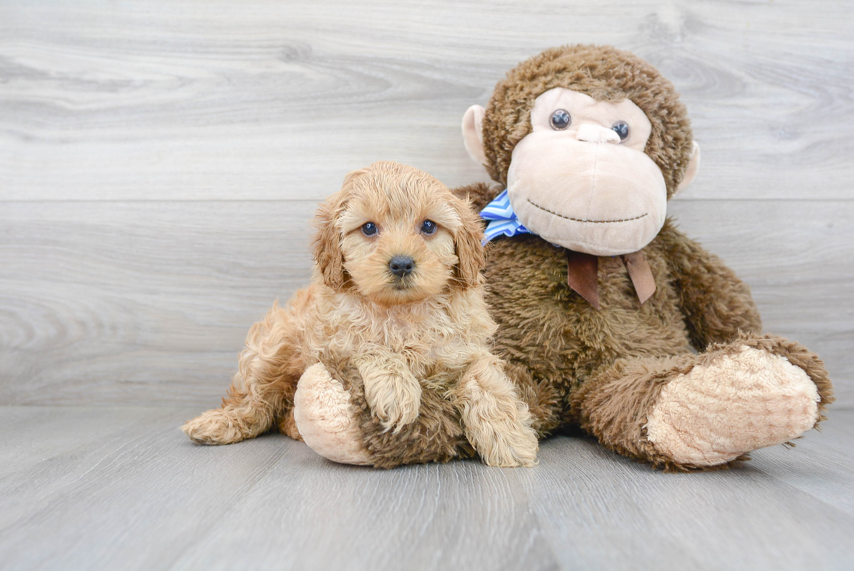 Petite Cavapoo Poodle Mix Pup
