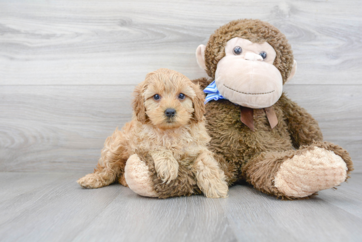 Petite Cavapoo Poodle Mix Pup