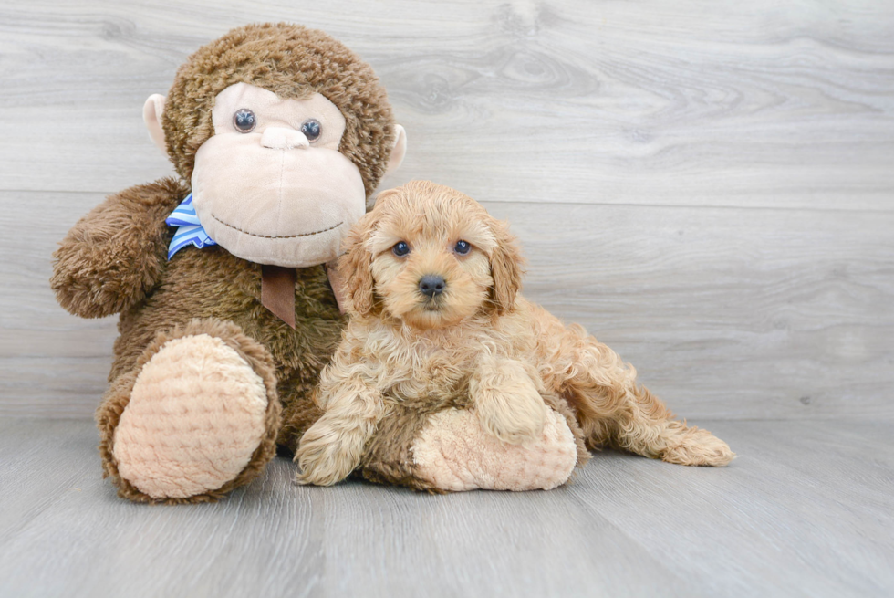 Energetic Cavoodle Poodle Mix Puppy