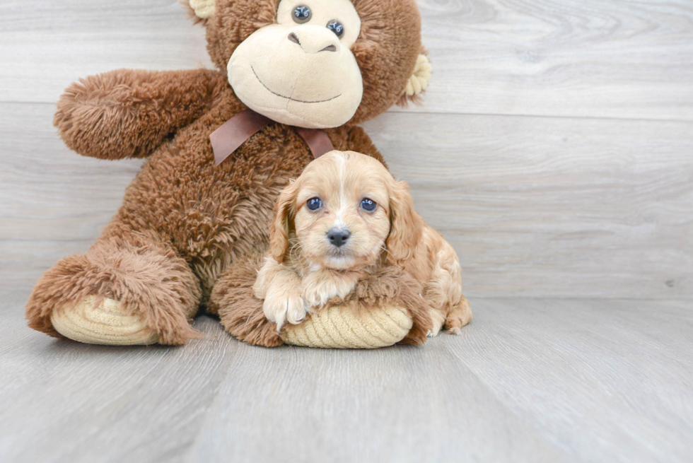 Sweet Cavapoo Baby