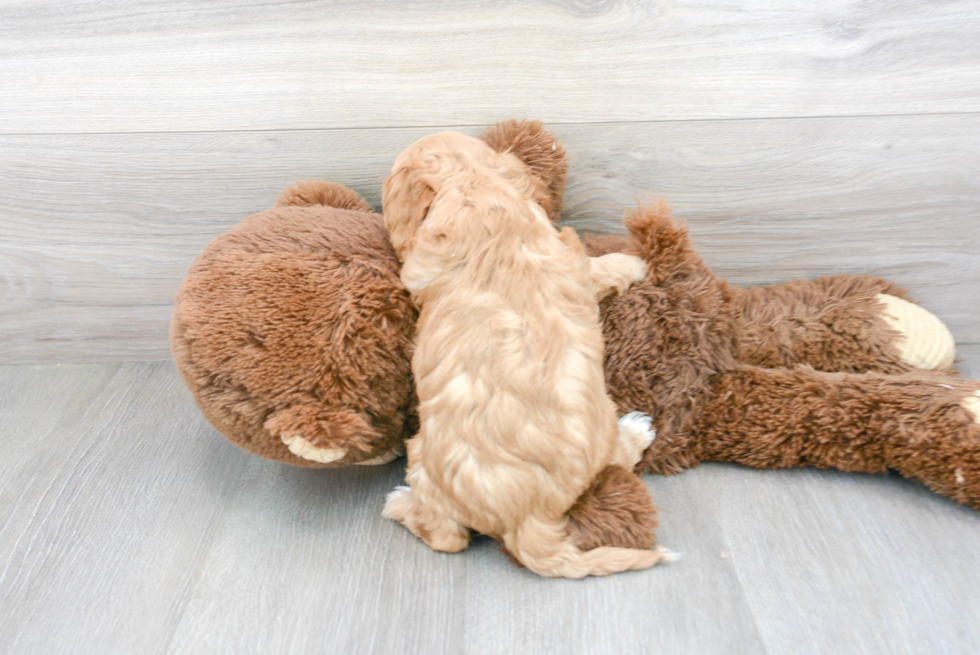 Happy Cavapoo Baby