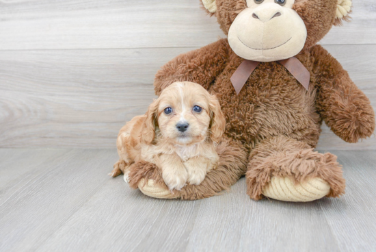 Hypoallergenic Cavoodle Poodle Mix Puppy