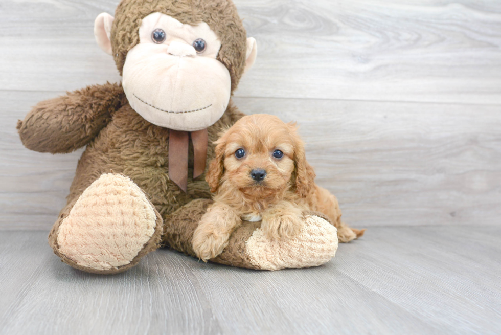 Cavapoo Pup Being Cute