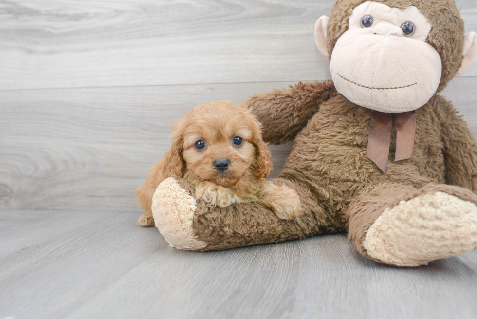 Cavapoo Pup Being Cute