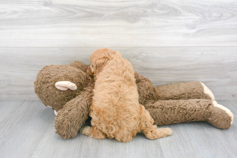 Smart Cavapoo Poodle Mix Pup