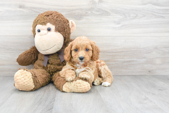 Funny Cavapoo Poodle Mix Pup