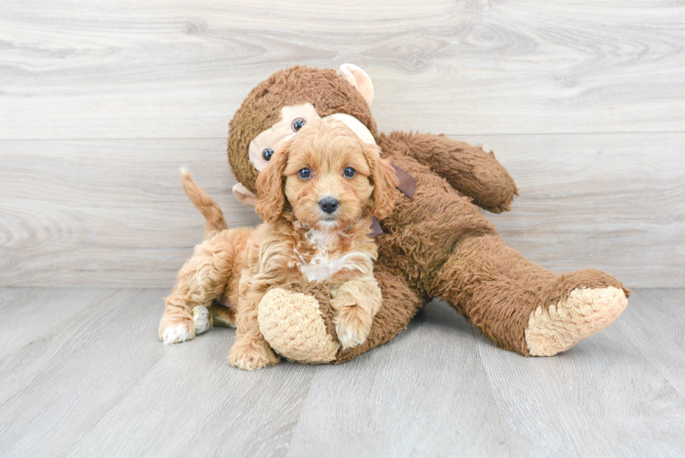 Small Cavapoo Baby