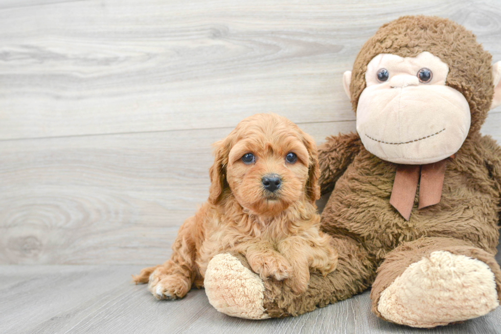 Petite Cavapoo Poodle Mix Pup