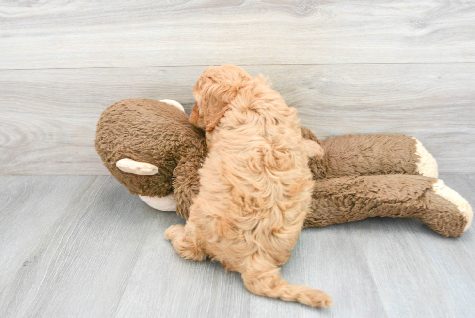 Energetic Cavoodle Poodle Mix Puppy