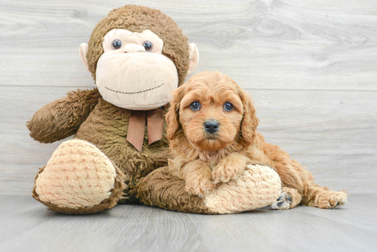 Adorable Cavoodle Poodle Mix Puppy