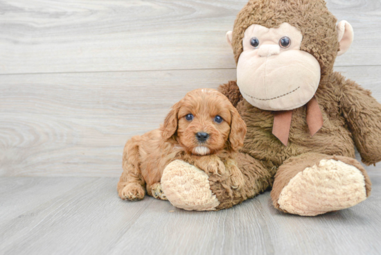 Cavapoo Pup Being Cute