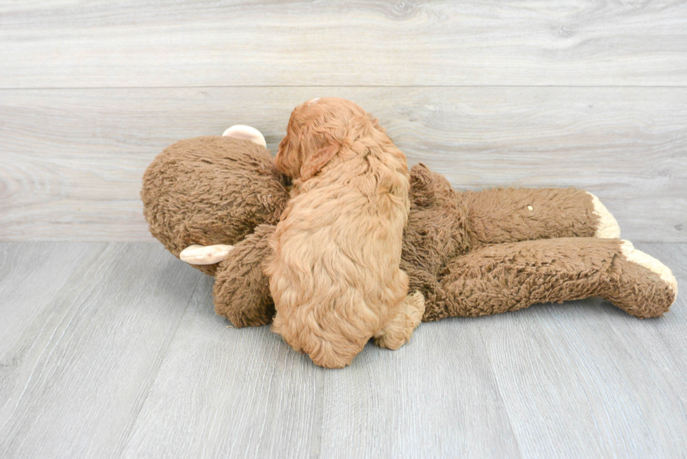 Happy Cavapoo Baby