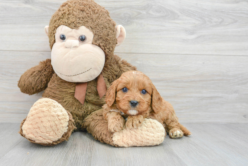 Adorable Cavoodle Poodle Mix Puppy