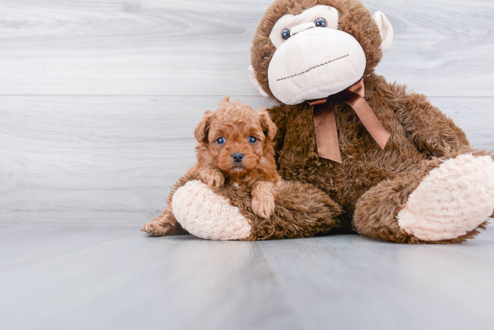 Cavapoo Pup Being Cute