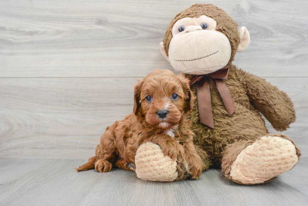 Best Cavapoo Baby