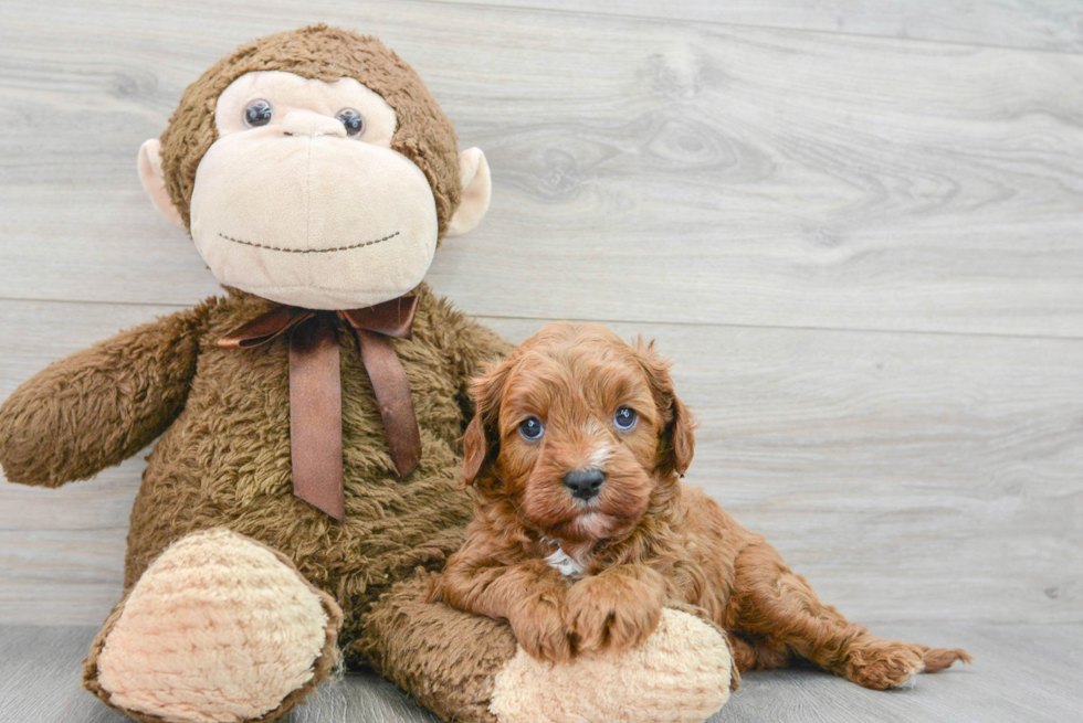 Best Cavapoo Baby