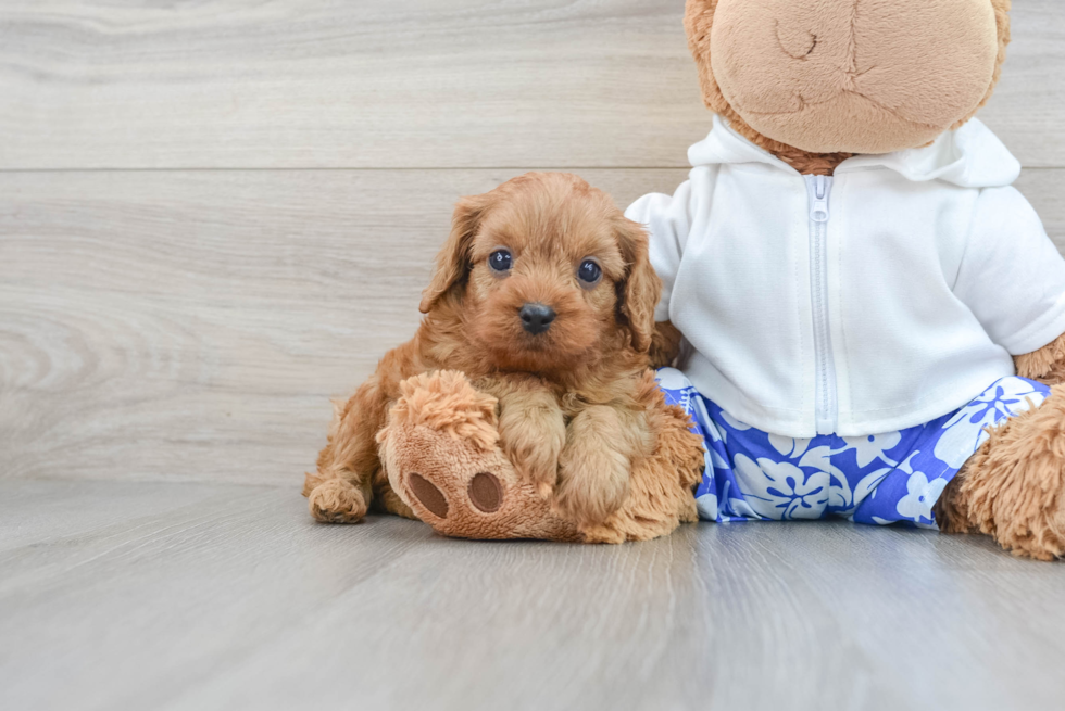 Best Cavapoo Baby