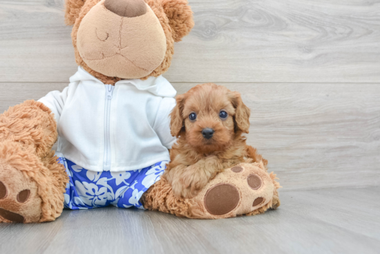 Best Cavapoo Baby