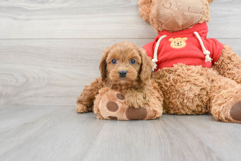 Cavapoo Puppy for Adoption
