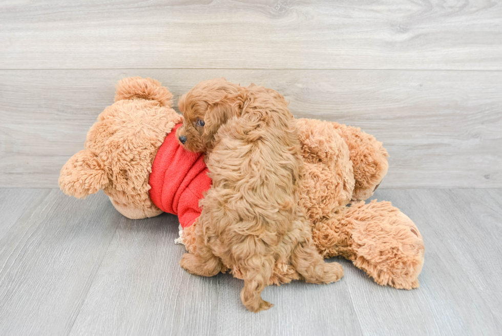 Cavapoo Pup Being Cute