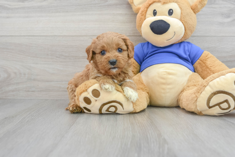 Best Cavapoo Baby