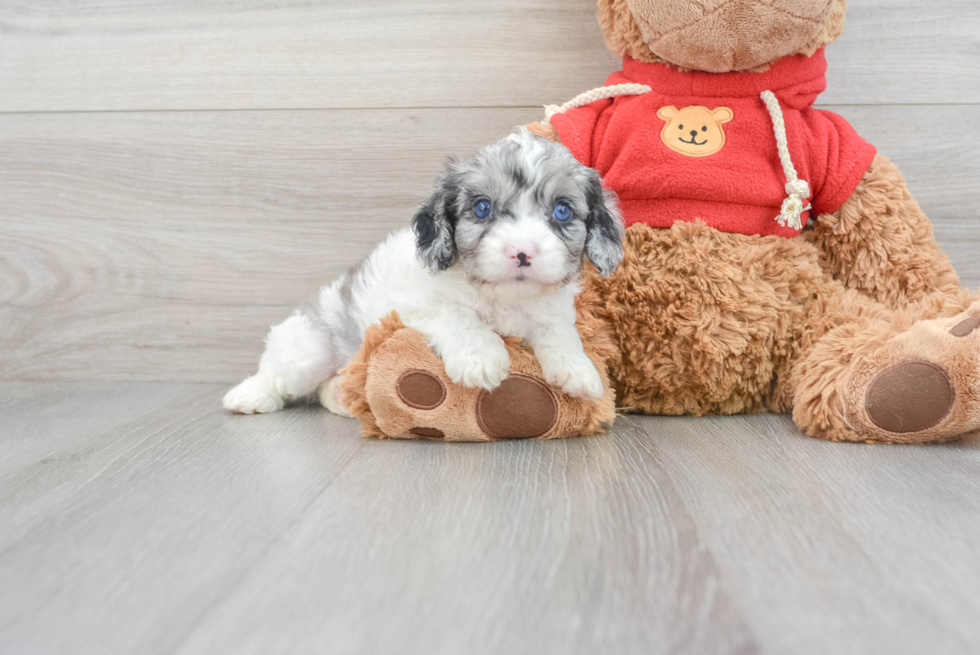 Fluffy Cavapoo Poodle Mix Pup