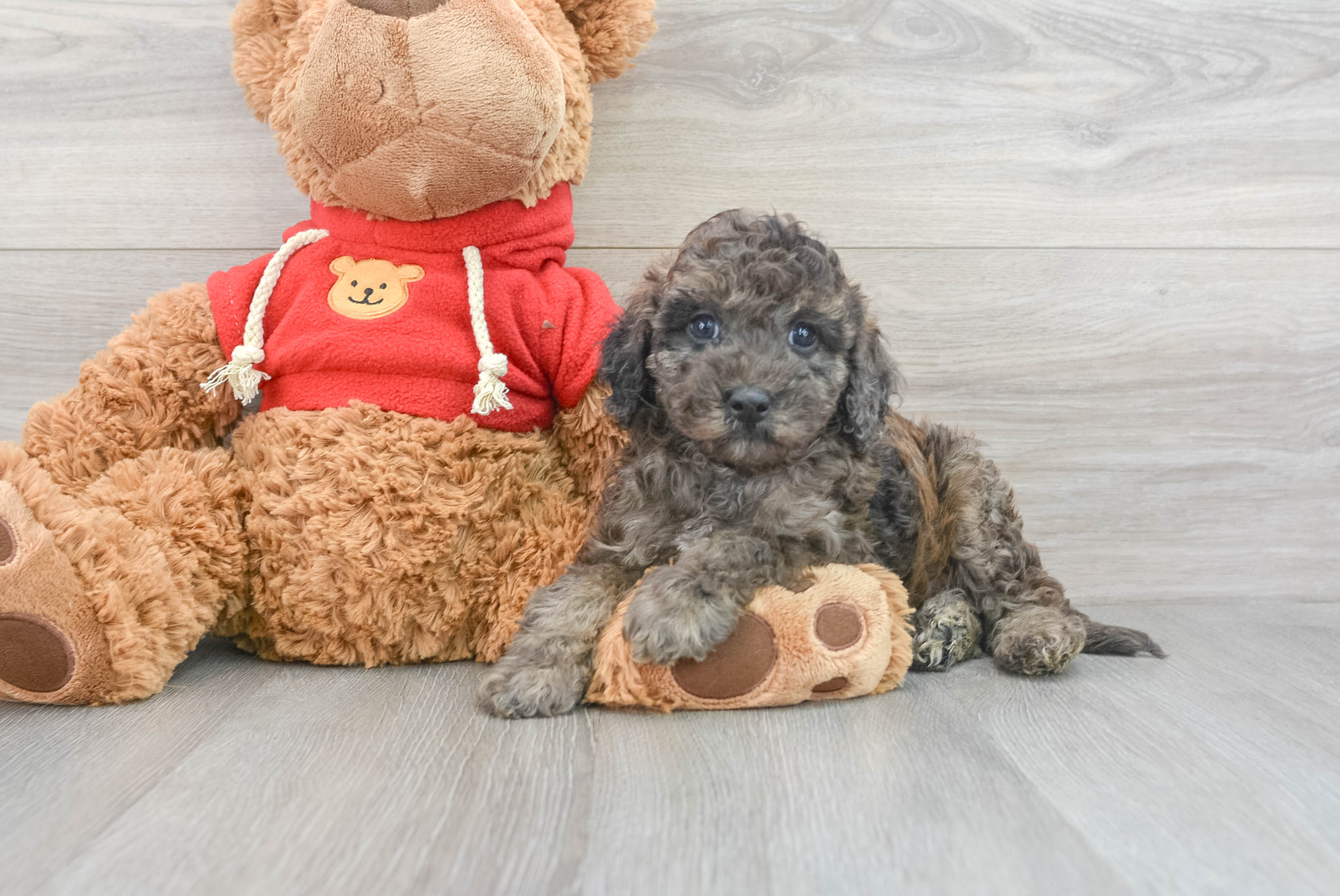 Cavapoo Pup Being Cute