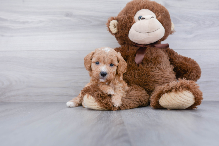 Cavapoo Puppy for Adoption