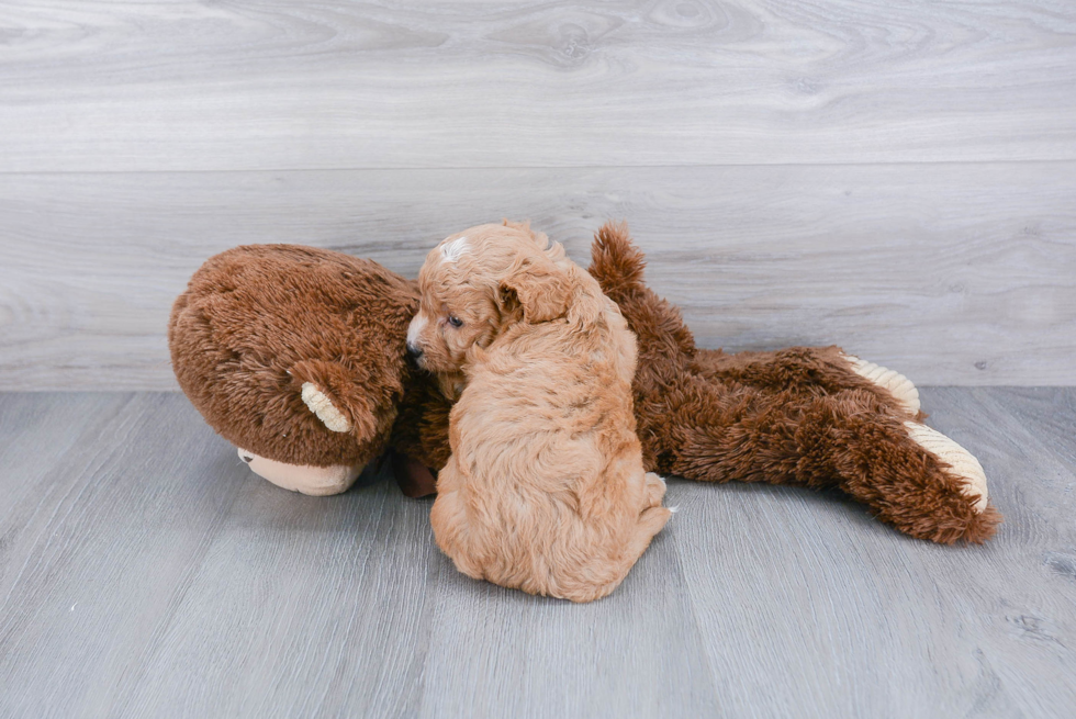 Cavapoo Pup Being Cute