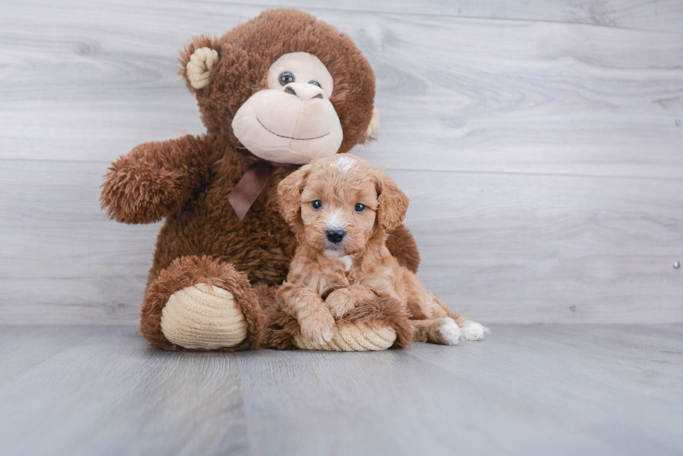 Hypoallergenic Cavoodle Poodle Mix Puppy