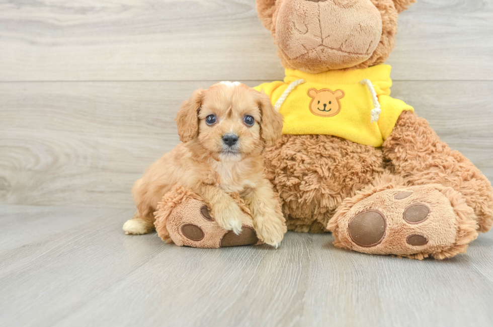 8 week old Cavapoo Puppy For Sale - Premier Pups