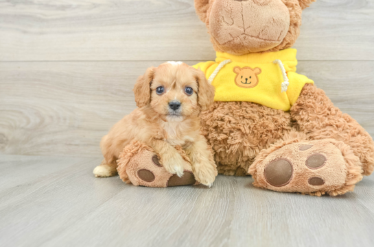 Cavapoo Pup Being Cute