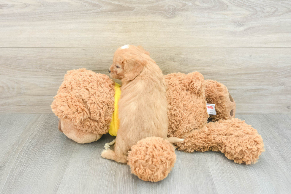 Little Cavipoo Poodle Mix Puppy