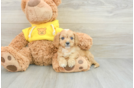 Funny Cavapoo Poodle Mix Pup