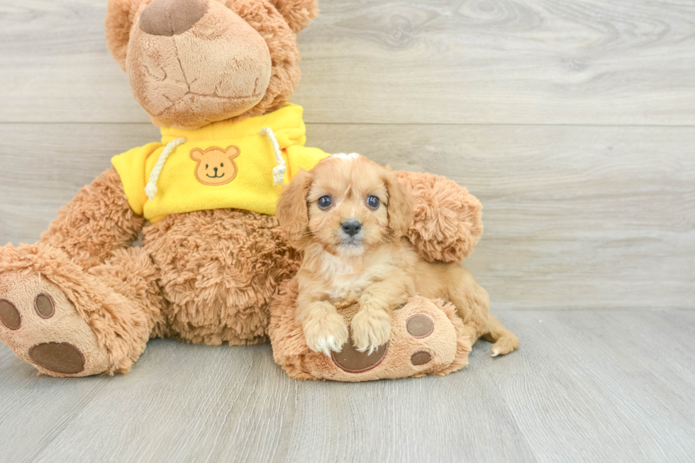 Funny Cavapoo Poodle Mix Pup