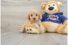 Cavapoo Puppy for Adoption